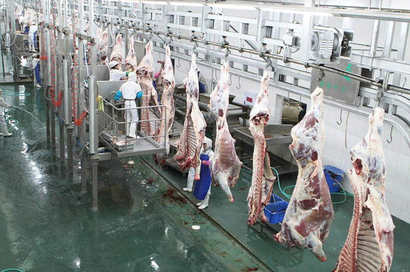 豬牛羊屠宰流水線